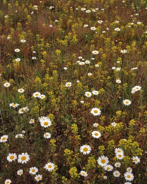 USA, Oregon Parentucellia and daisies in field